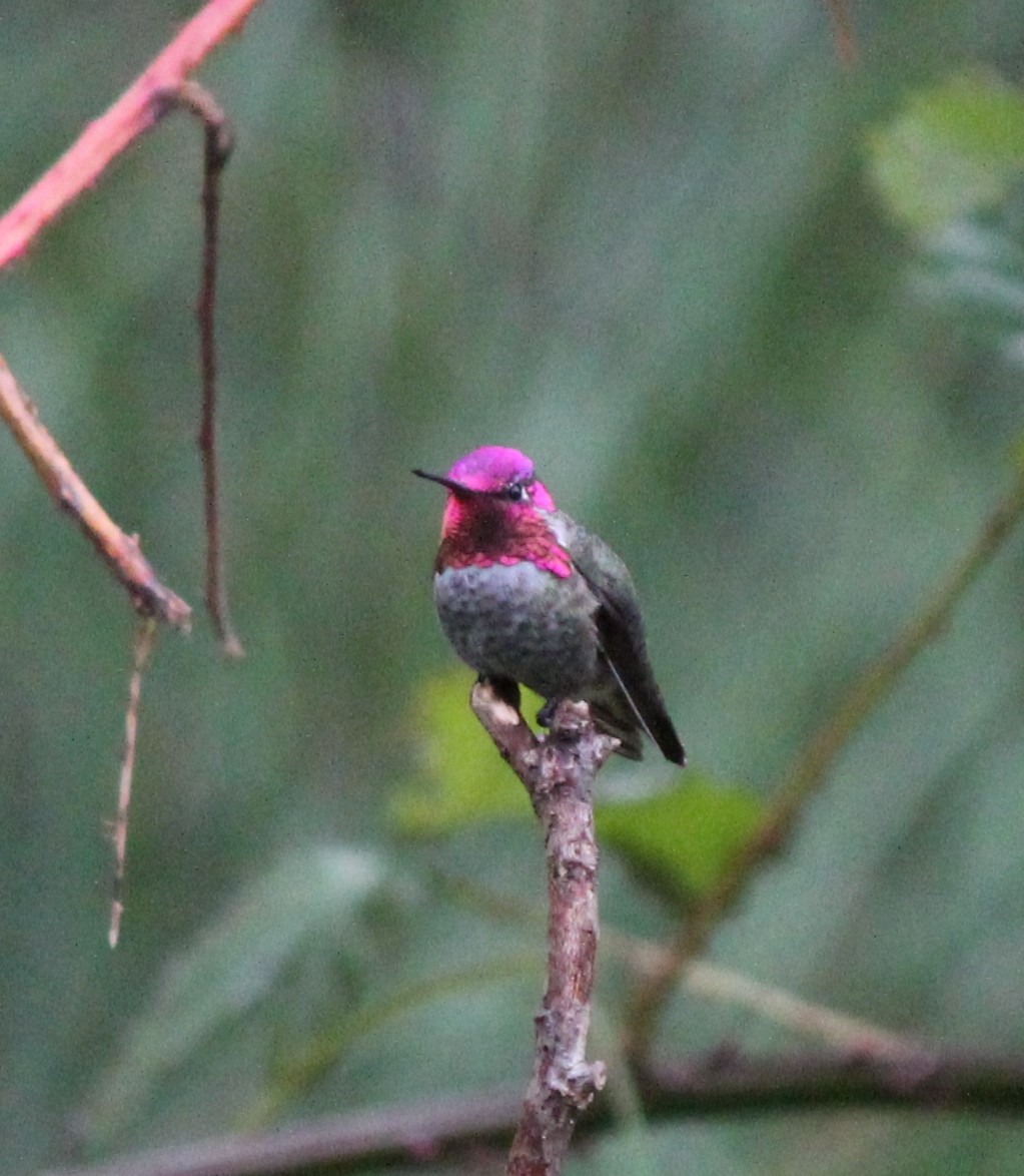 Anna's Hummingbird - Milton Vine