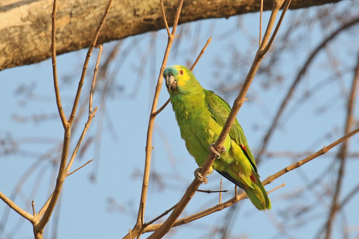 Turquoise-fronted Parrot - ML75476631