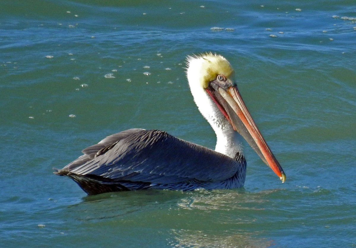 Brown Pelican - Ross Millikan