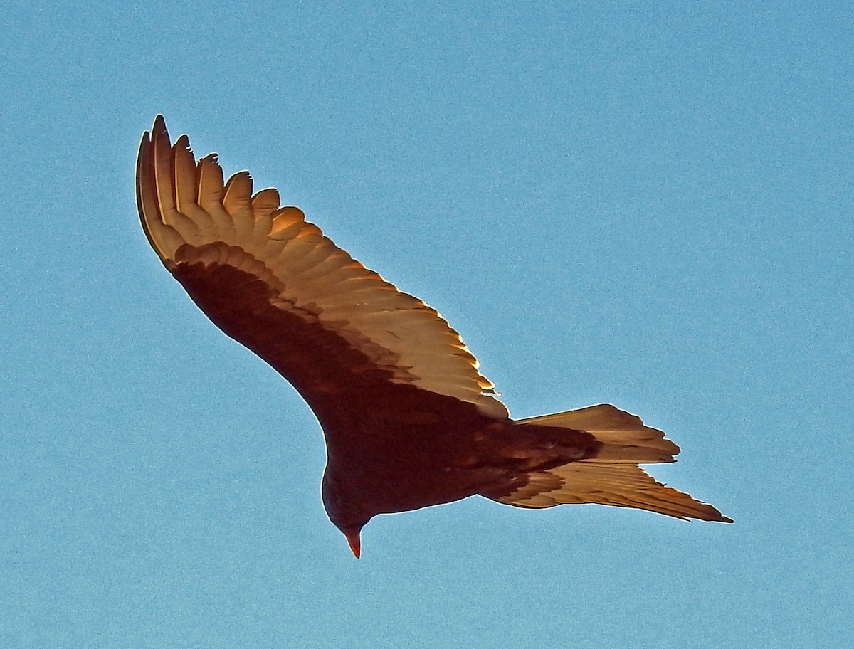 Turkey Vulture (Northern) - Ross Millikan