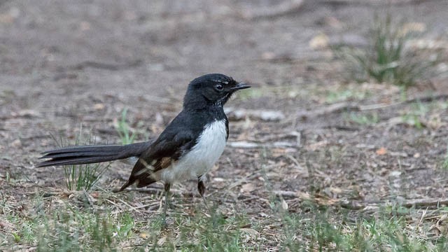 Willie-wagtail - ML75477851