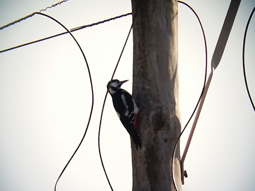 Great Spotted Woodpecker - ML75478511