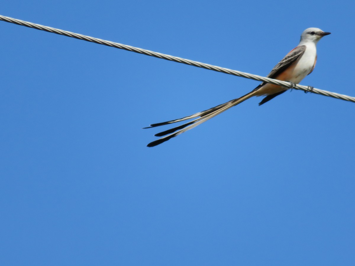 Scissor-tailed Flycatcher - Daniel Welsh
