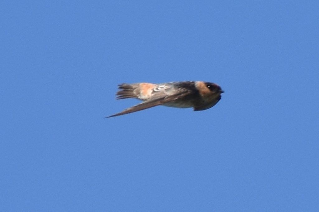 Cave Swallow - ML75479581