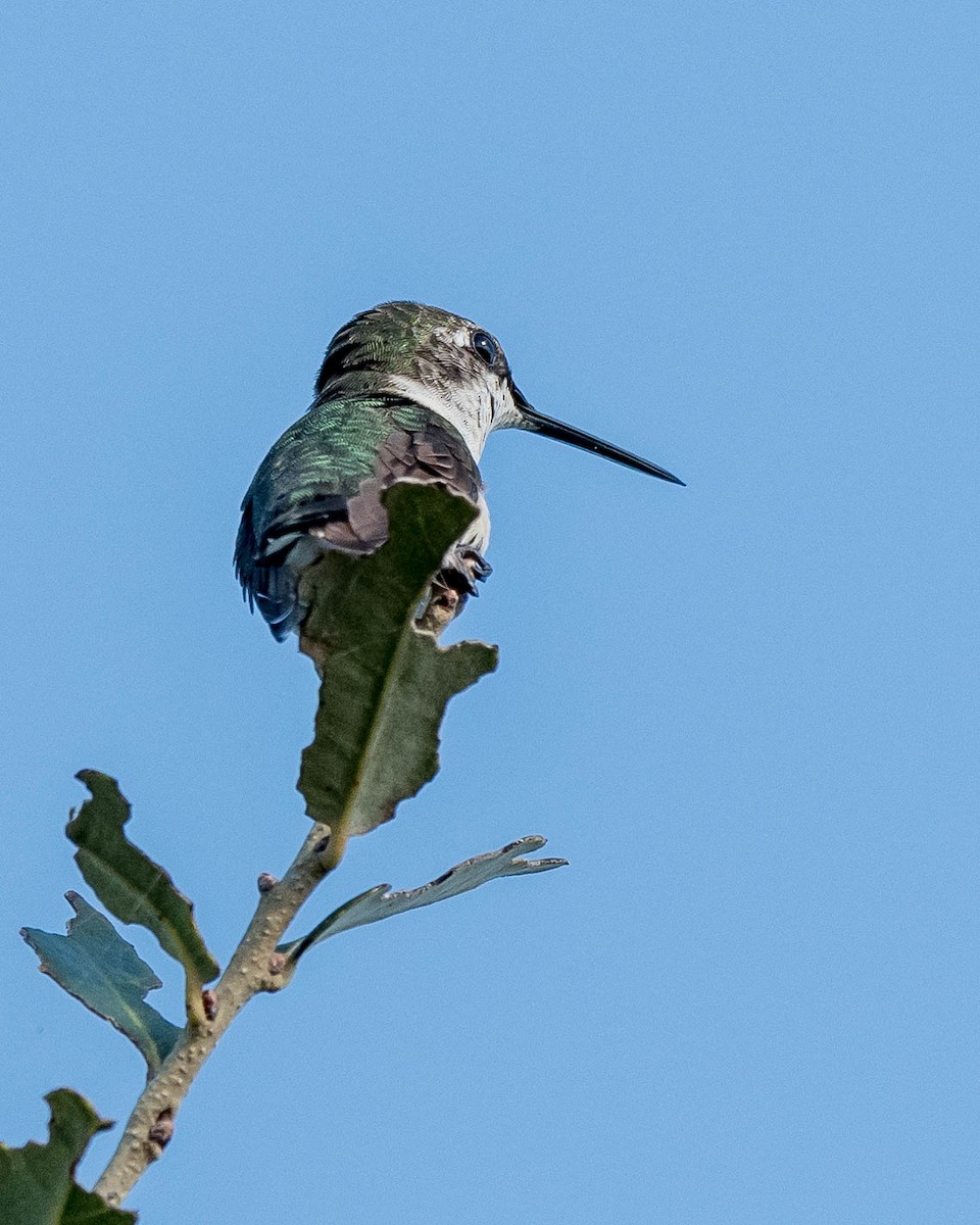 Ruby-throated Hummingbird - David Hall