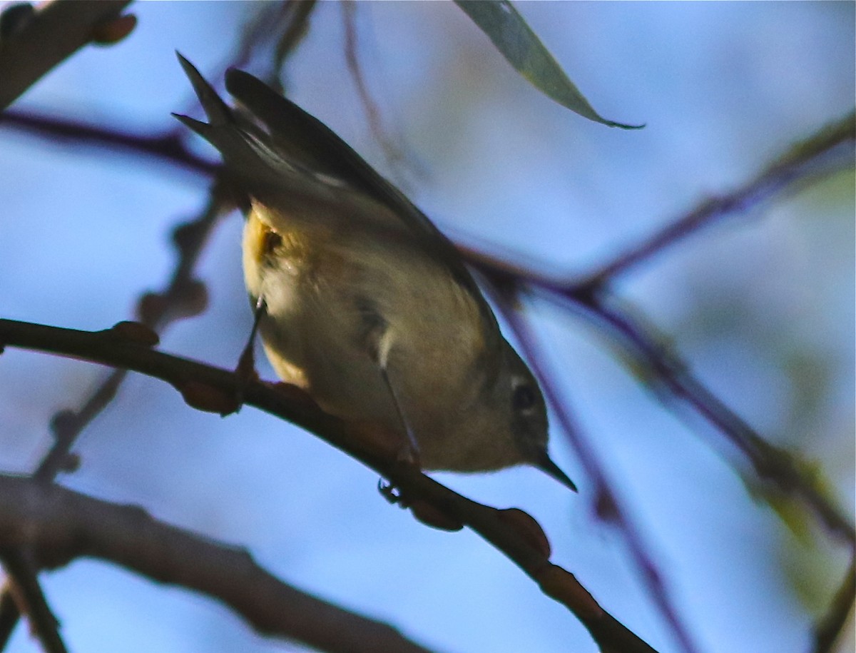 Ruby-crowned Kinglet - Don Roberson