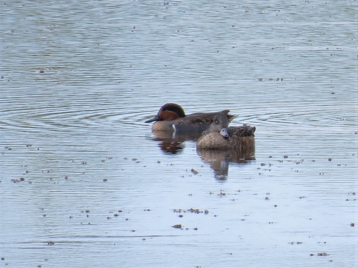 Green-winged Teal - ML75482991