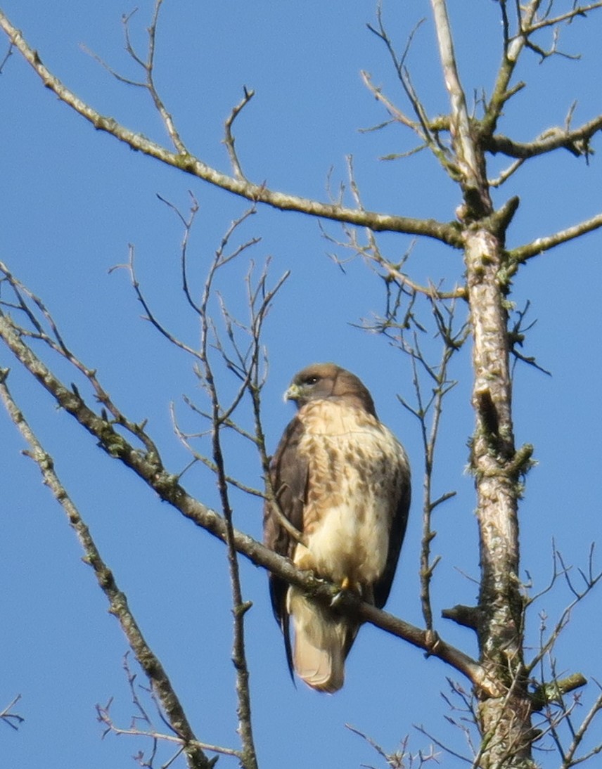 Red-tailed Hawk - Char Corkran