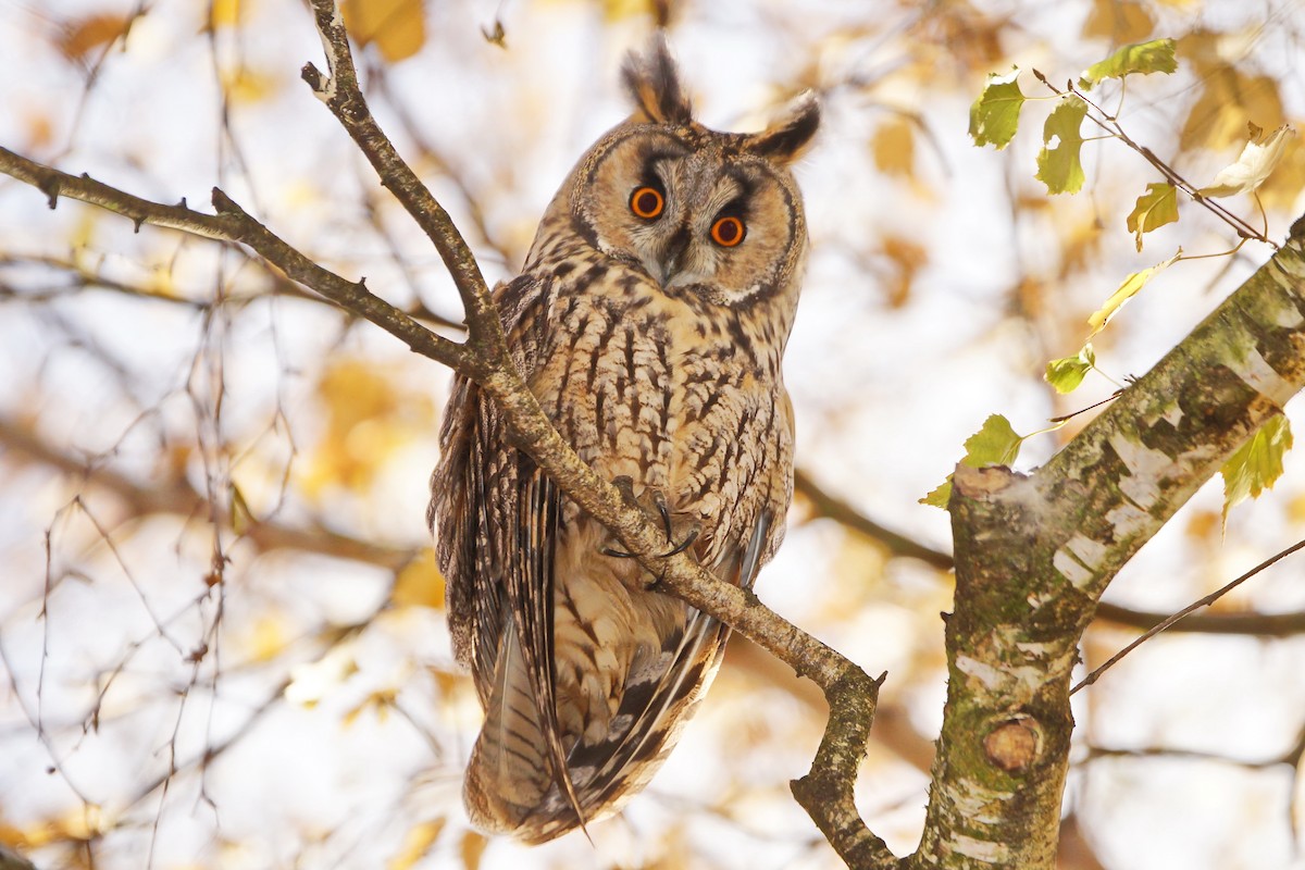 Long-eared Owl - Heiko Heerklotz
