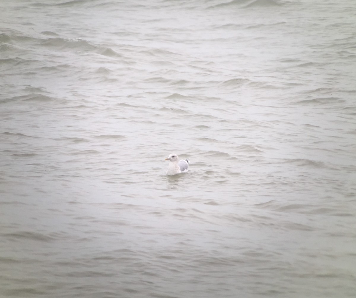 Iceland Gull (Thayer's) - Stuart Malcolm