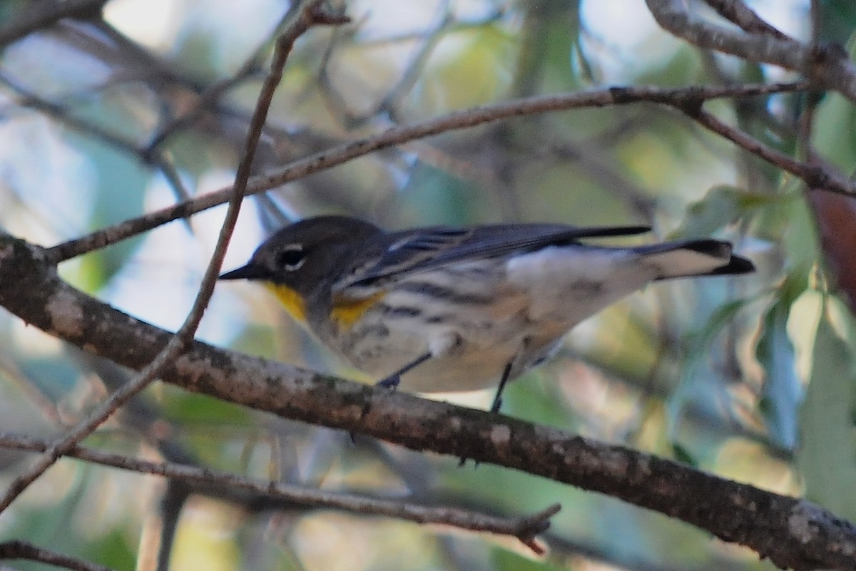 Yellow-rumped Warbler (Audubon's) - John Doty