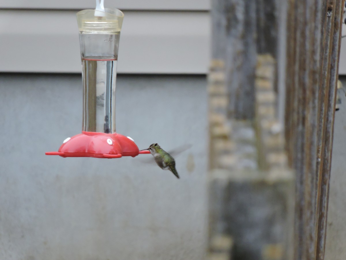 Anna's Hummingbird - ML75492411
