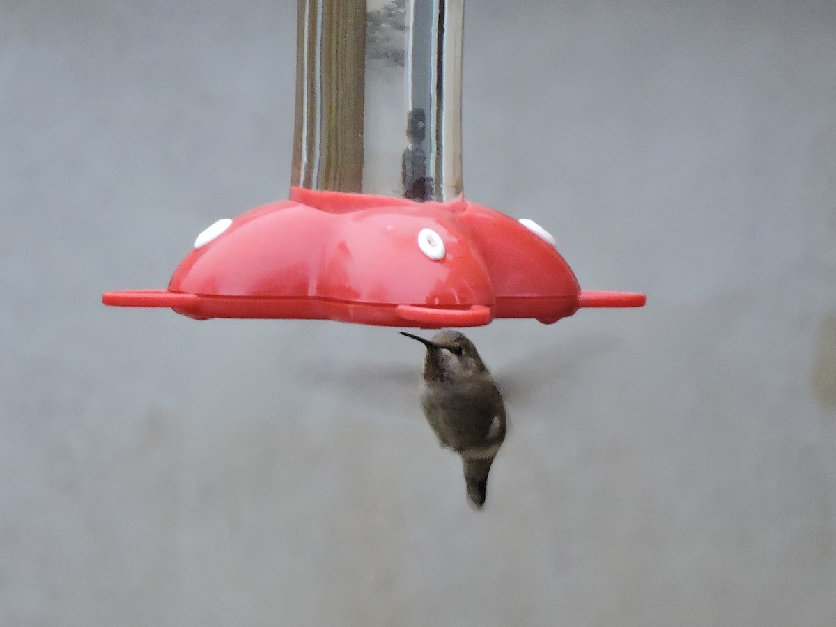 Anna's Hummingbird - ML75492541