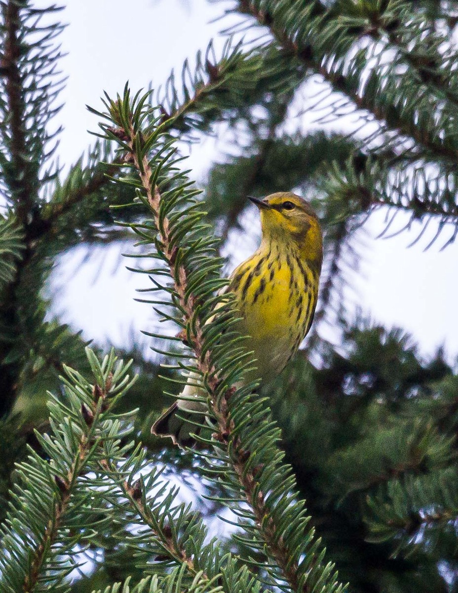 Cape May Warbler - Ray Steelman