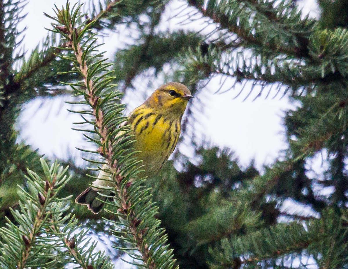 Cape May Warbler - ML75493321