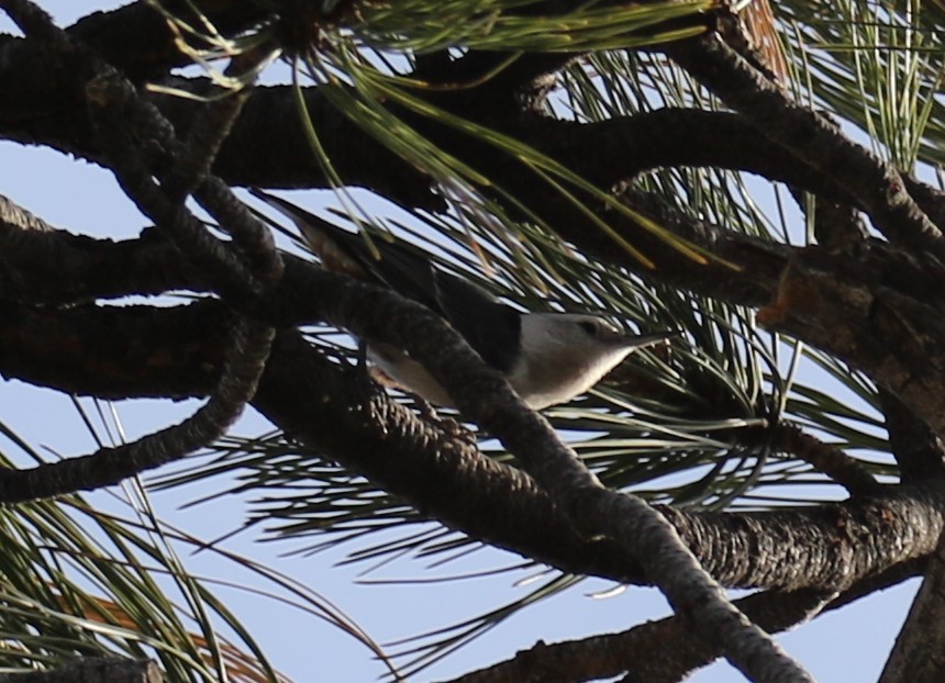 White-breasted Nuthatch - ML75494051
