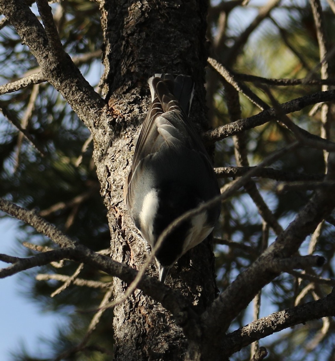 White-breasted Nuthatch - ML75494071