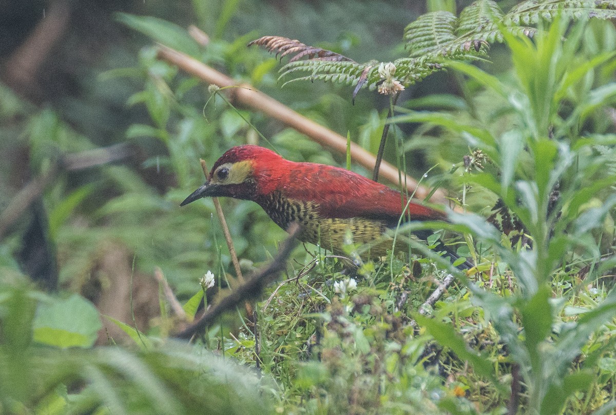 Crimson-mantled Woodpecker - ML75496201