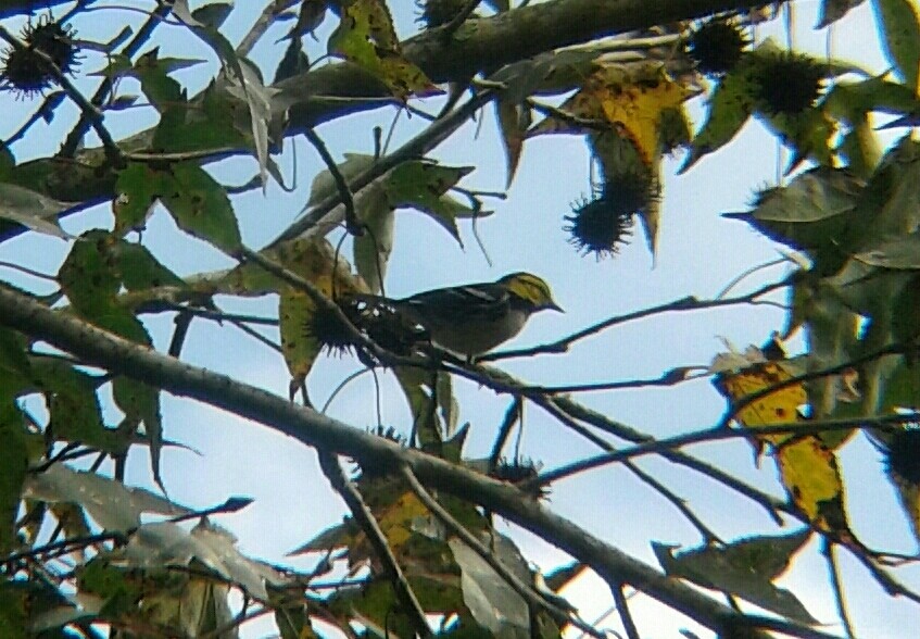 Golden-cheeked Warbler - Rudy Botzoc @ChileroBirding