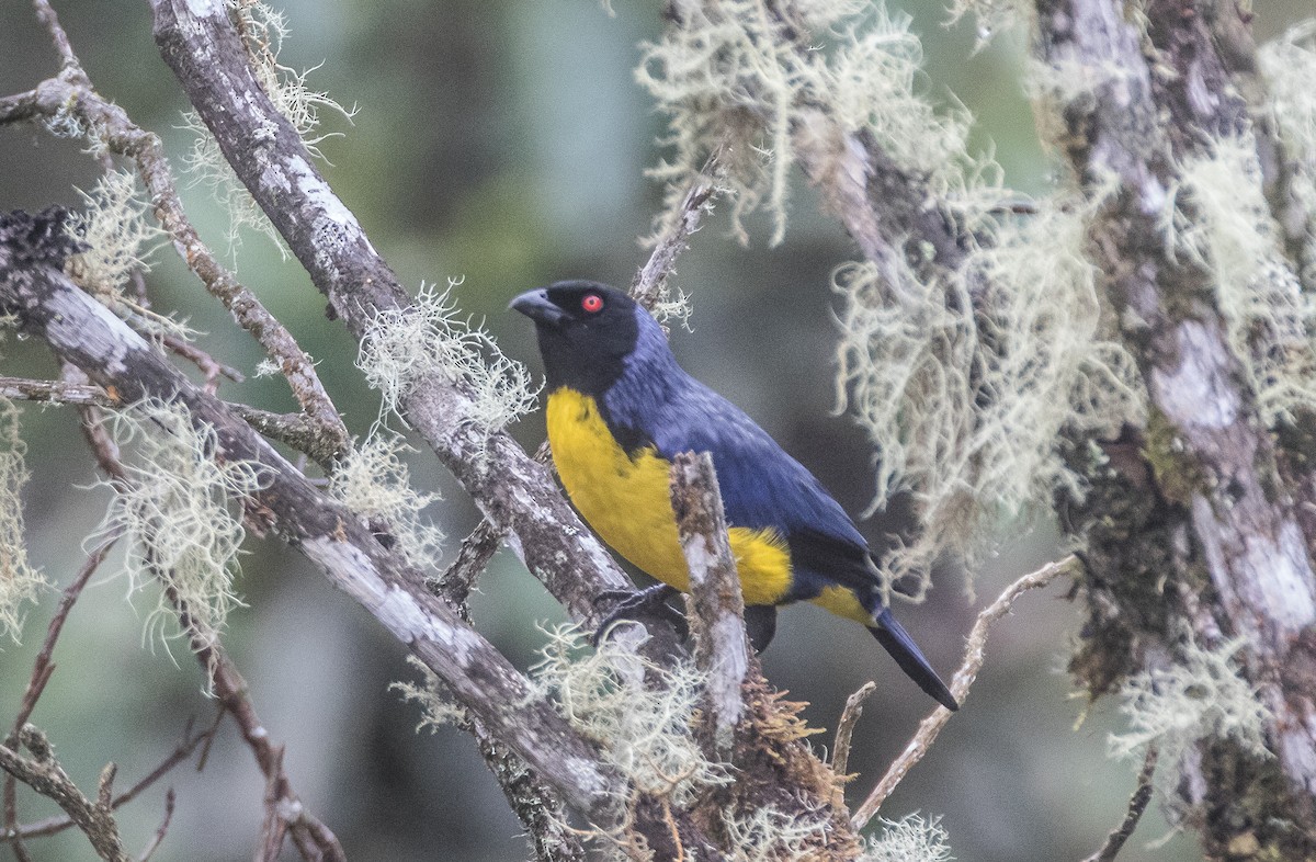 Hooded Mountain Tanager - ML75497131