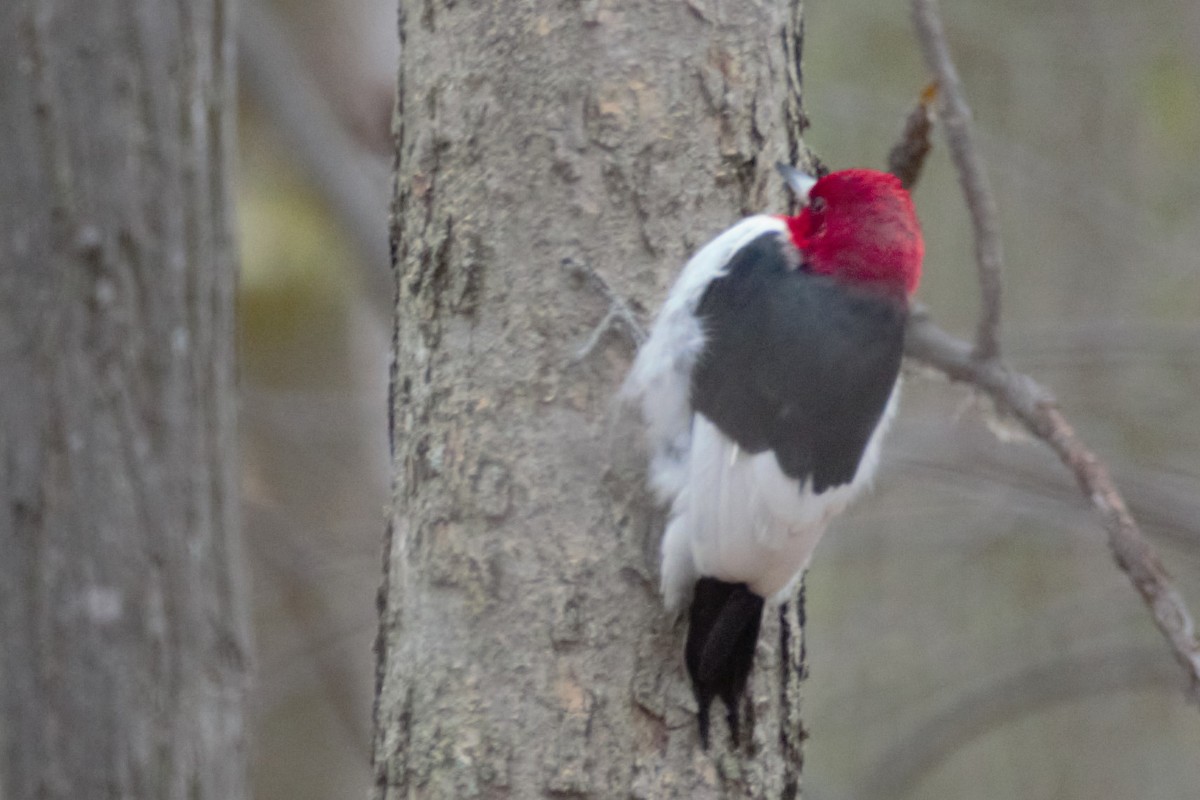Red-headed Woodpecker - Luc Tremblay