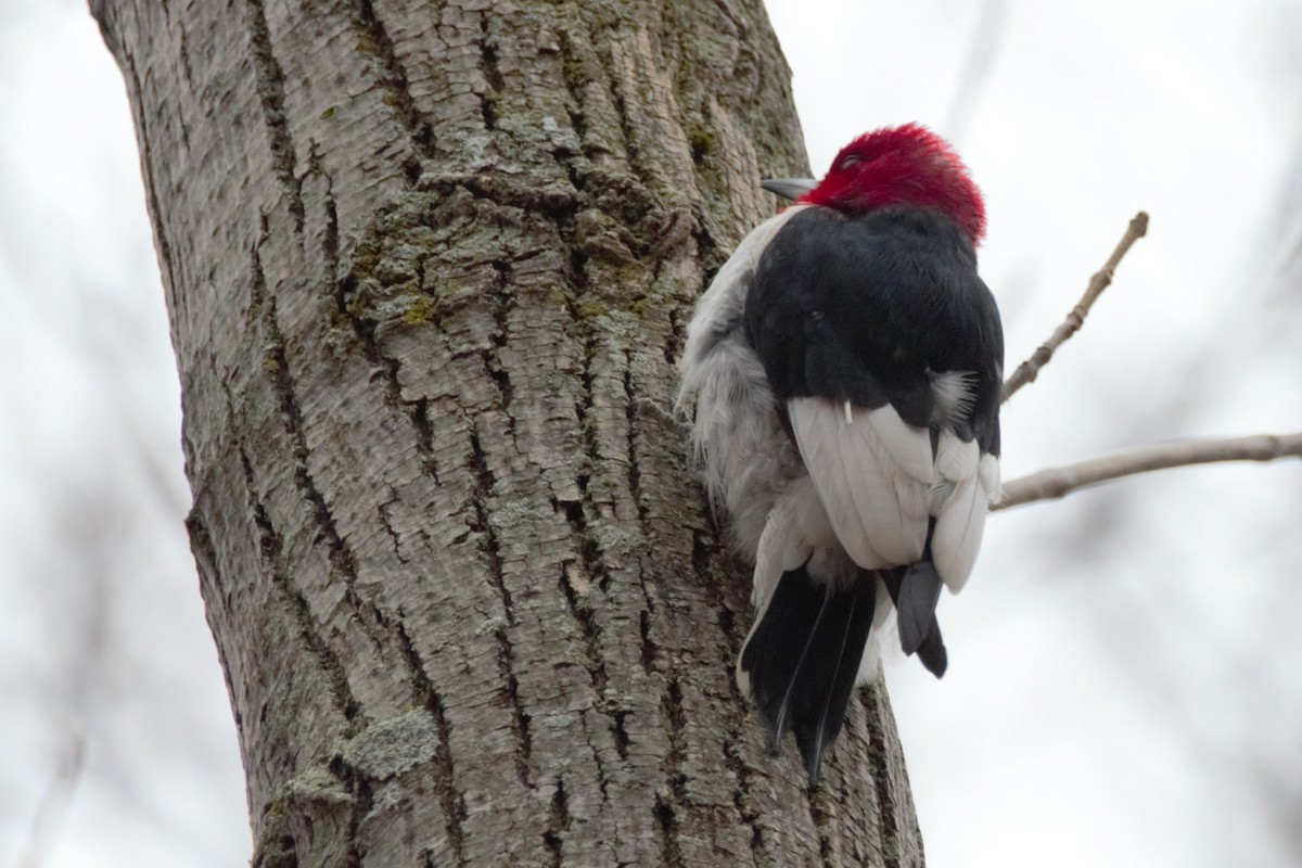 Red-headed Woodpecker - Luc Tremblay