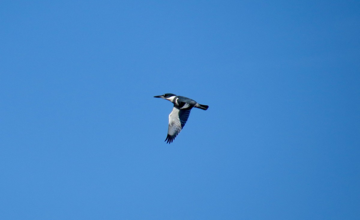 Belted Kingfisher - Mike Hearell