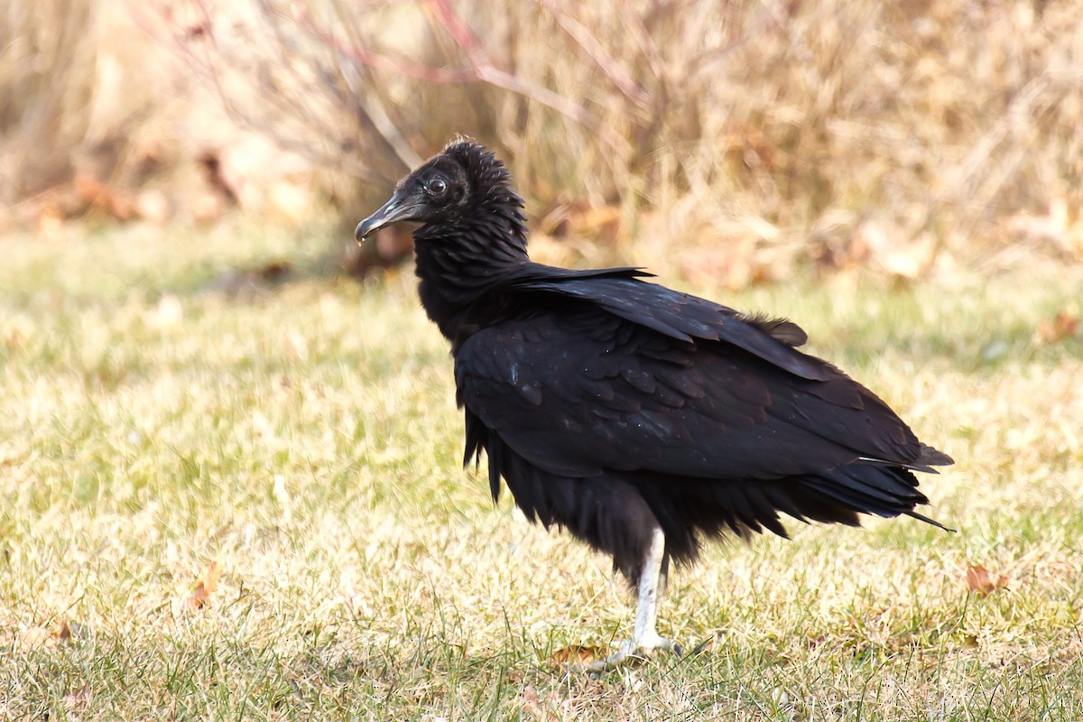Black Vulture - ML75501111
