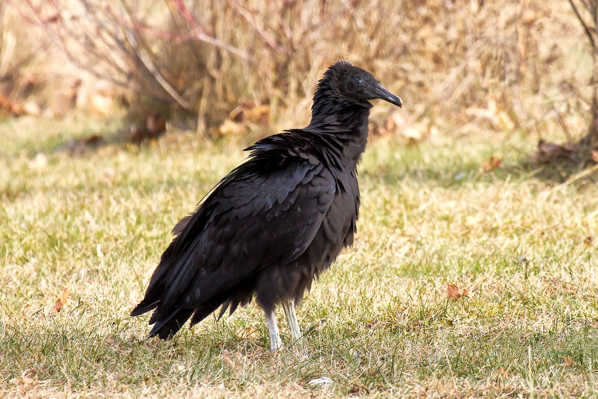 Black Vulture - ML75501131