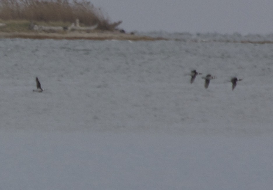 Long-tailed Duck - ML75501151
