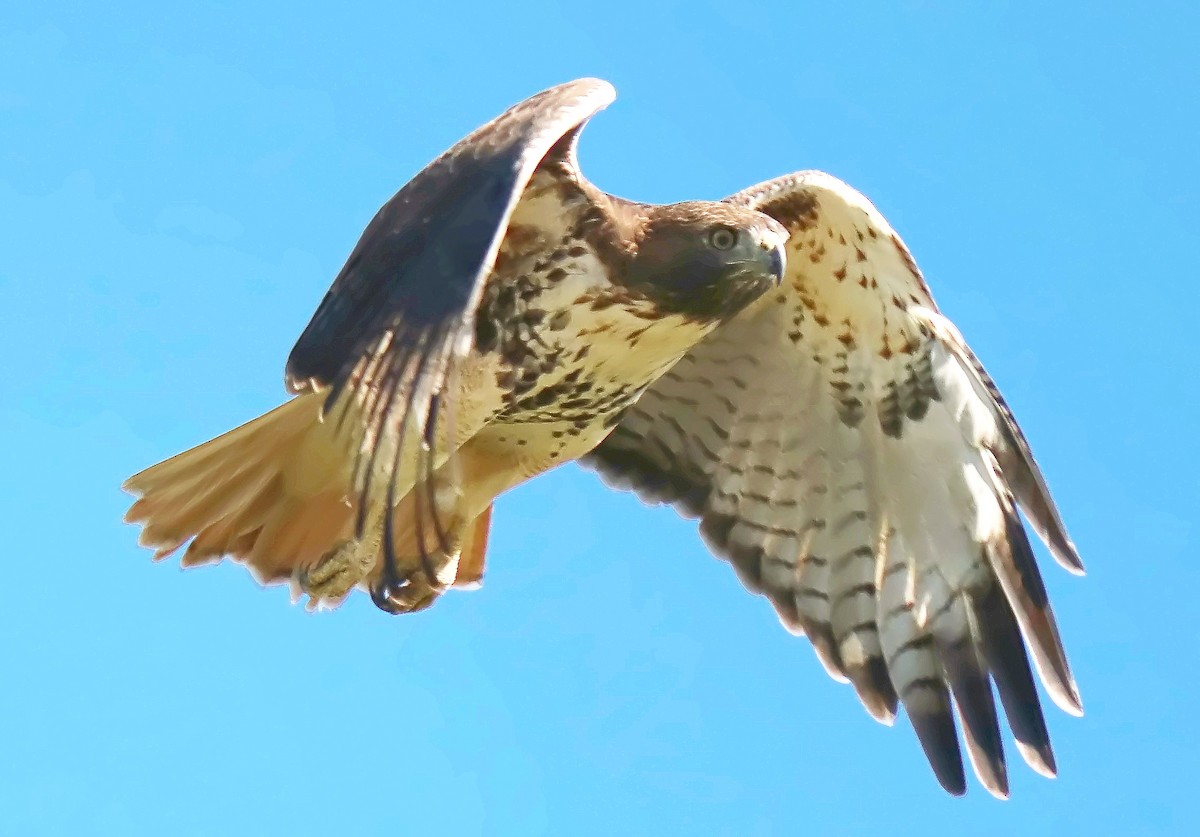 Red-tailed Hawk - Roberta Blair