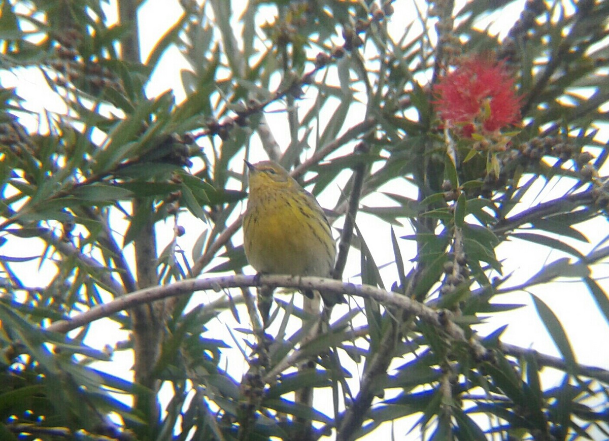 Cape May Warbler - ML75505231