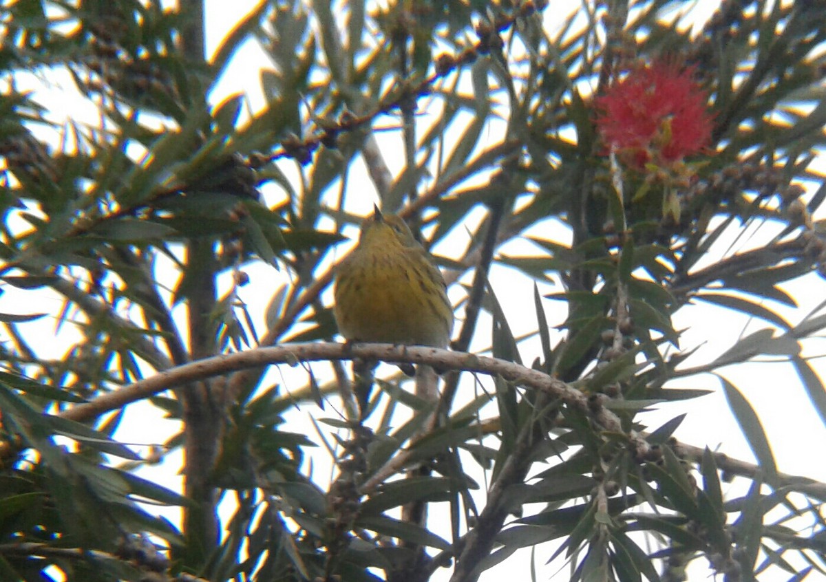 Cape May Warbler - ML75505381