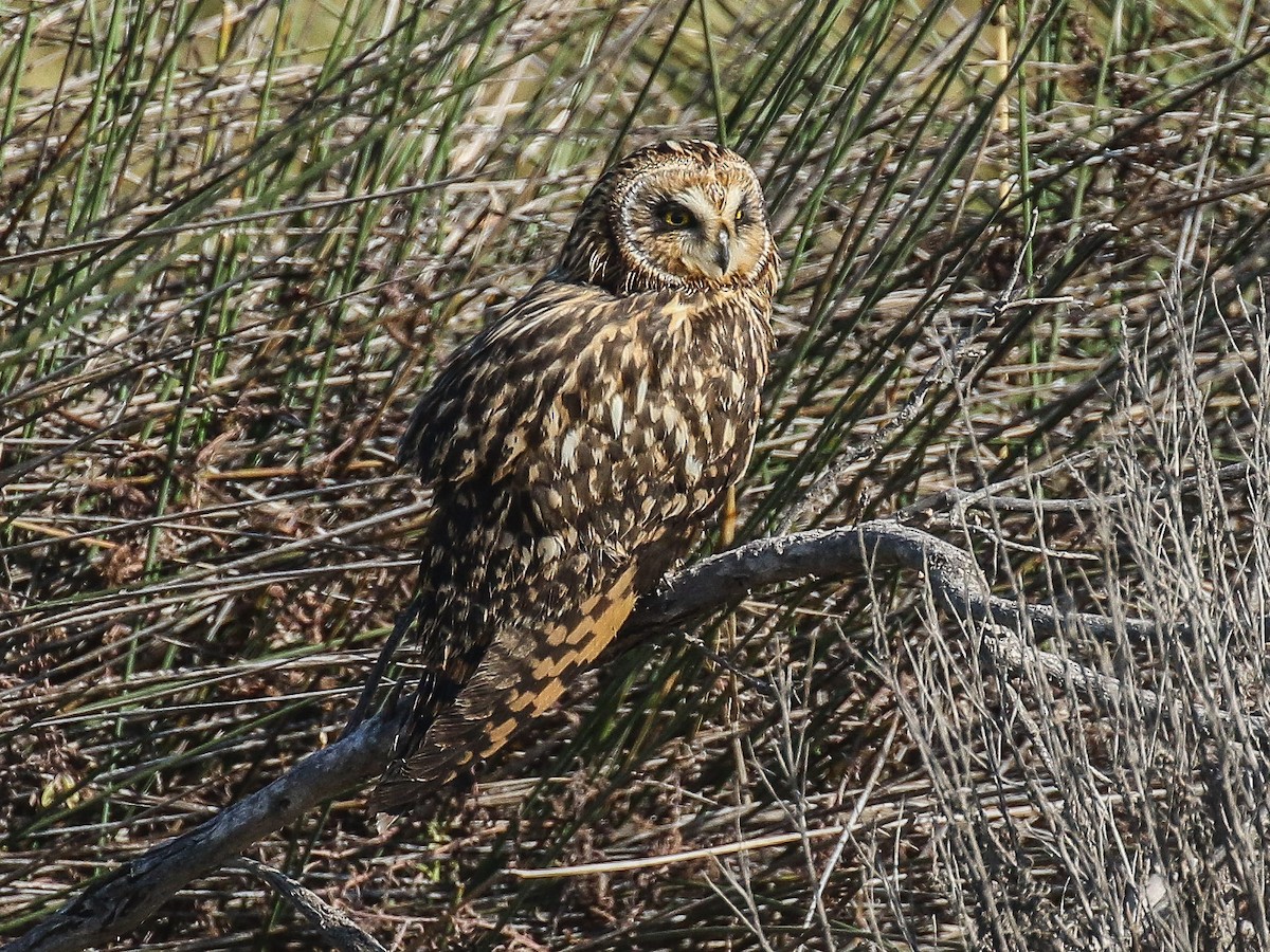 Short-eared Owl - Bruce Aird