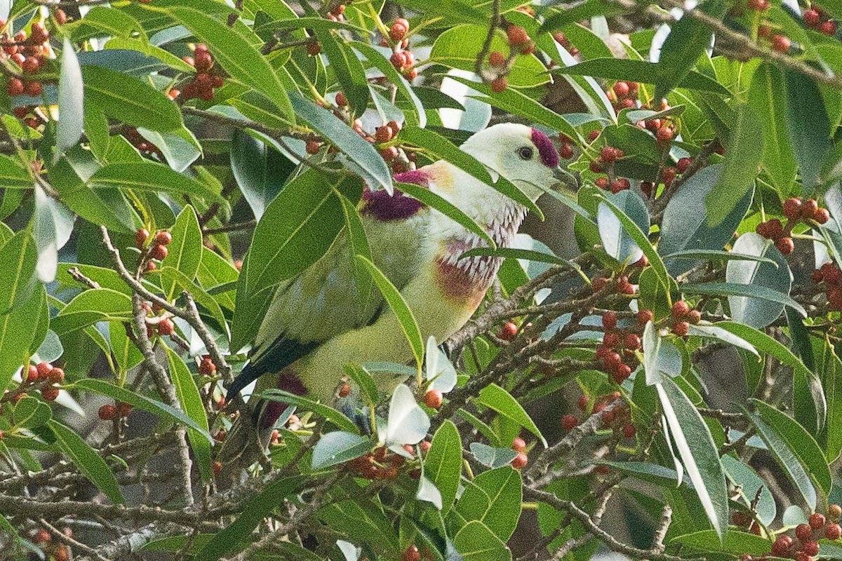 Many-colored Fruit-Dove - ML75507891