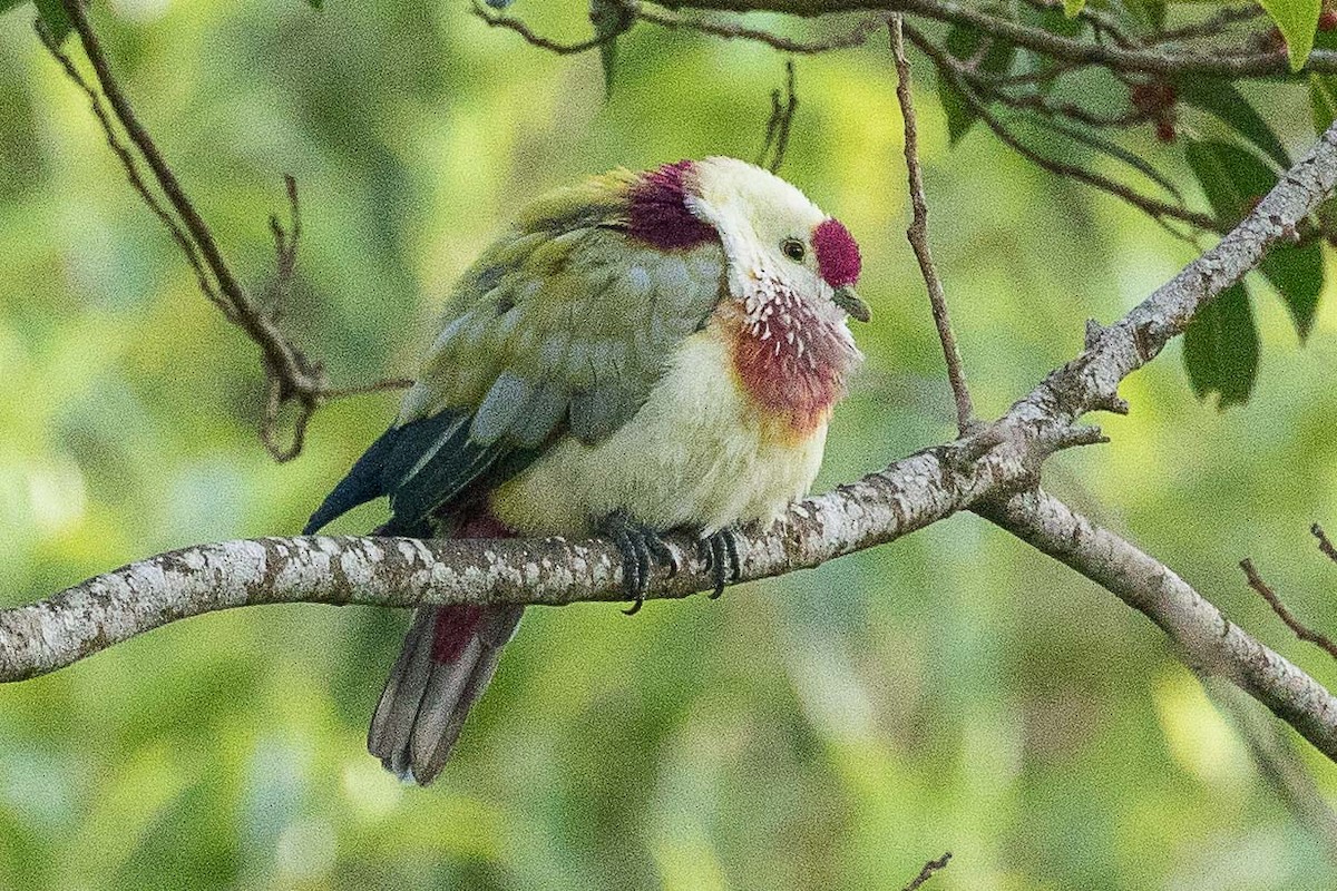 Many-colored Fruit-Dove - ML75507971