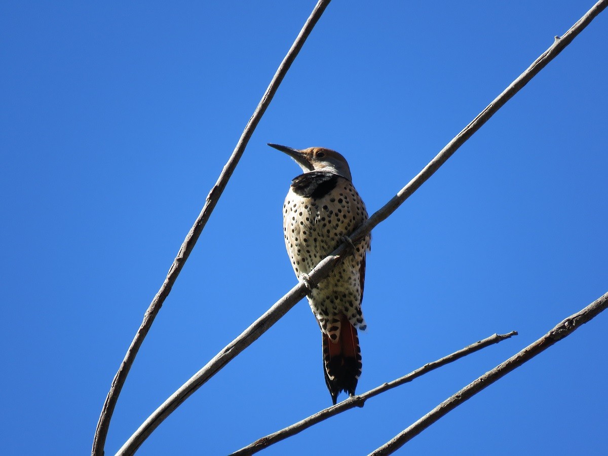 Northern Flicker (Red-shafted) - Troy Corman