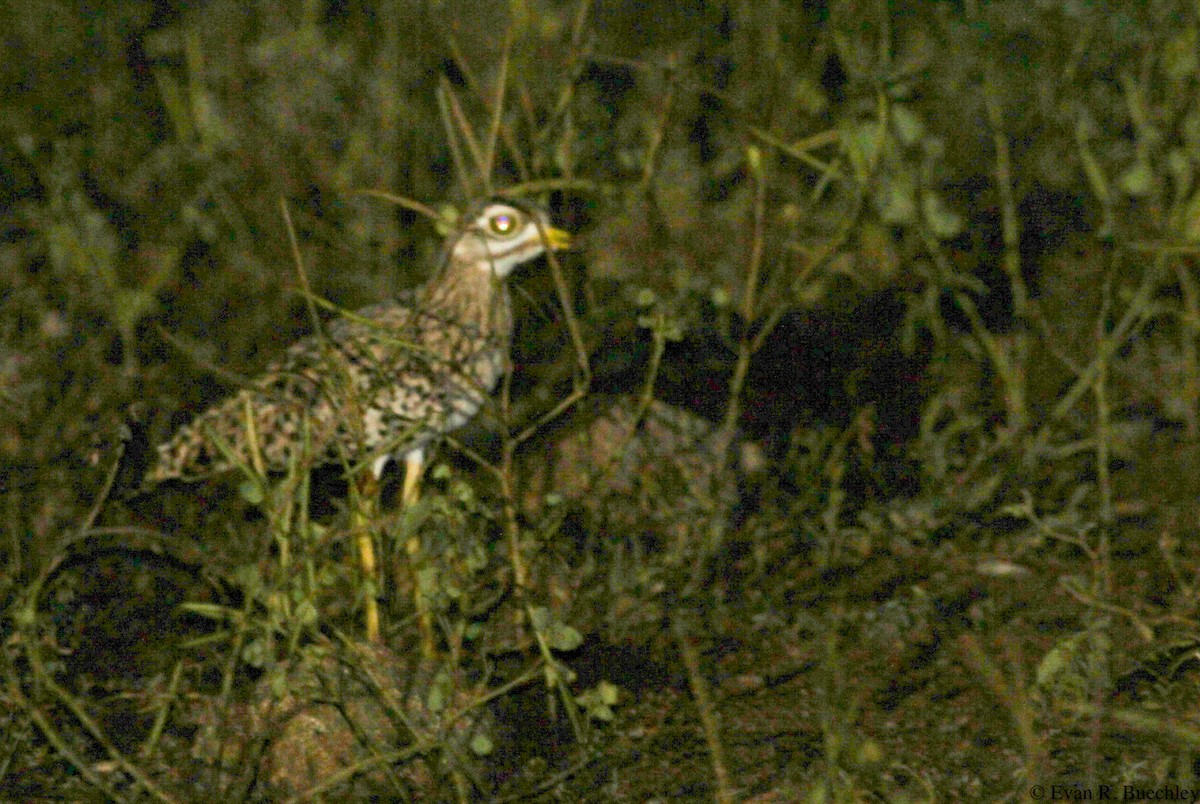 Spotted Thick-knee - Evan Buechley