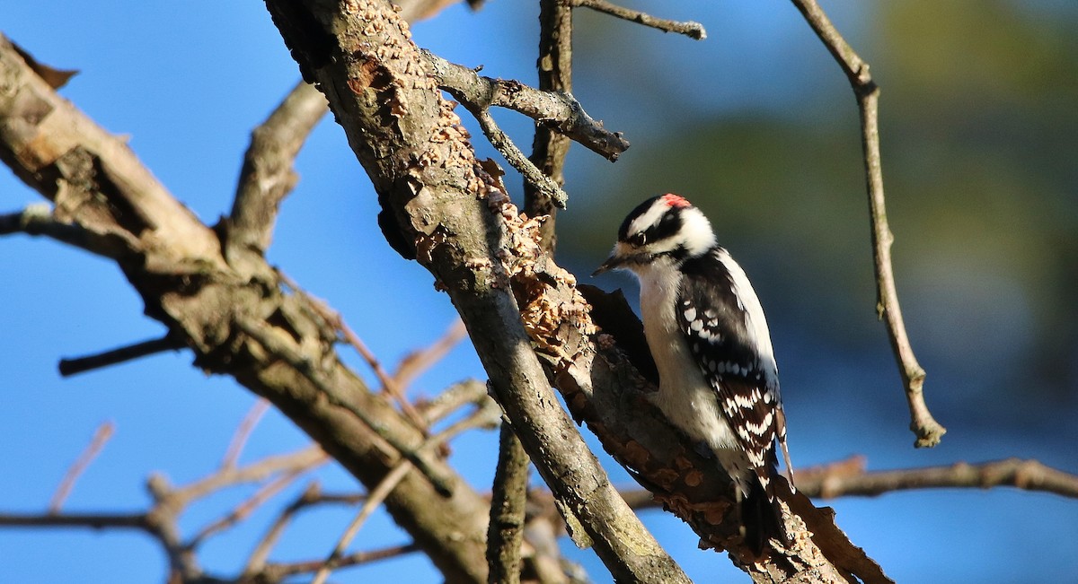 Downy Woodpecker - Anonymous