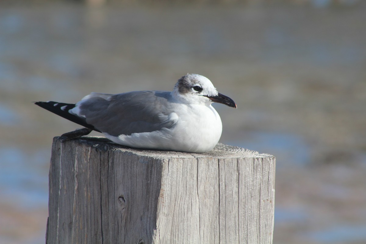 Laughing Gull - Barry Kinch