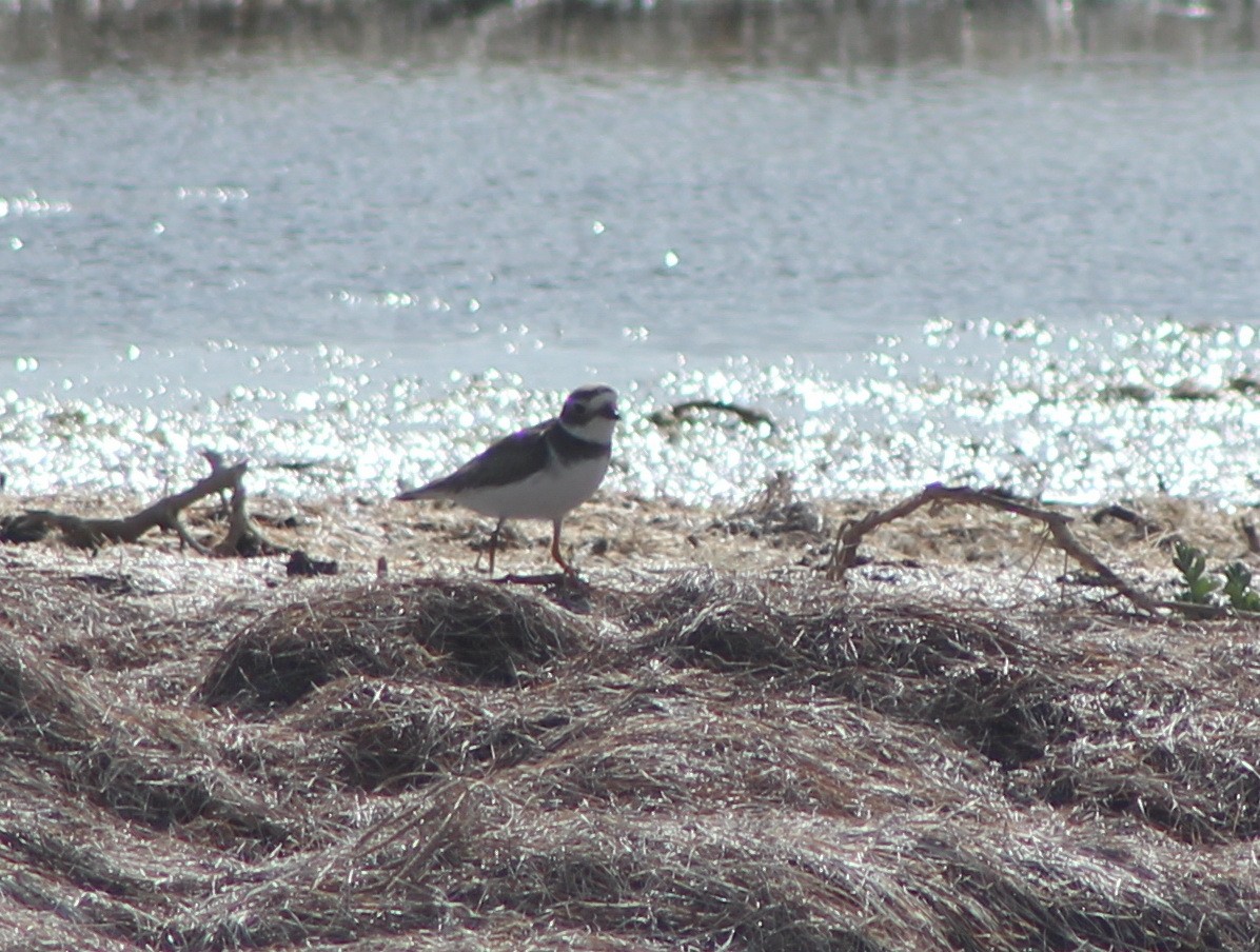 Semipalmated Plover - Barry Kinch