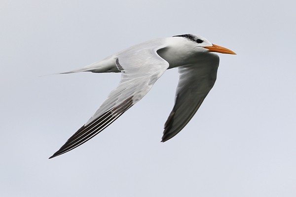 Royal Tern - Ted Keyel