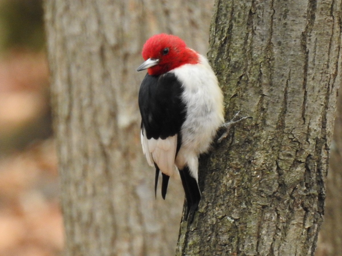 Red-headed Woodpecker - Jean W. Côté