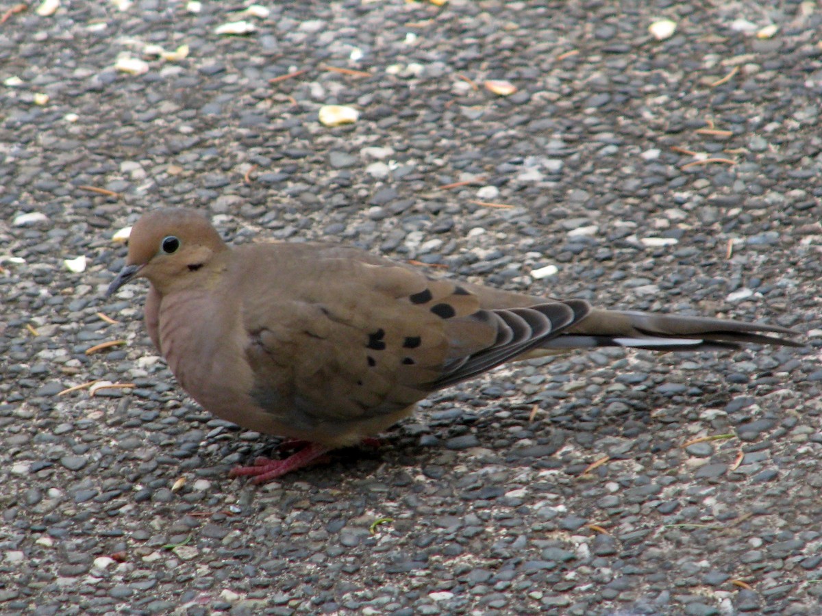 Mourning Dove - Stephen Chase