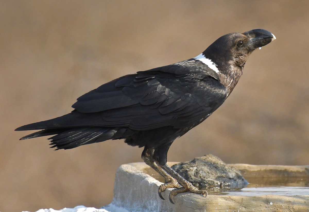 White-necked Raven - ML75516801