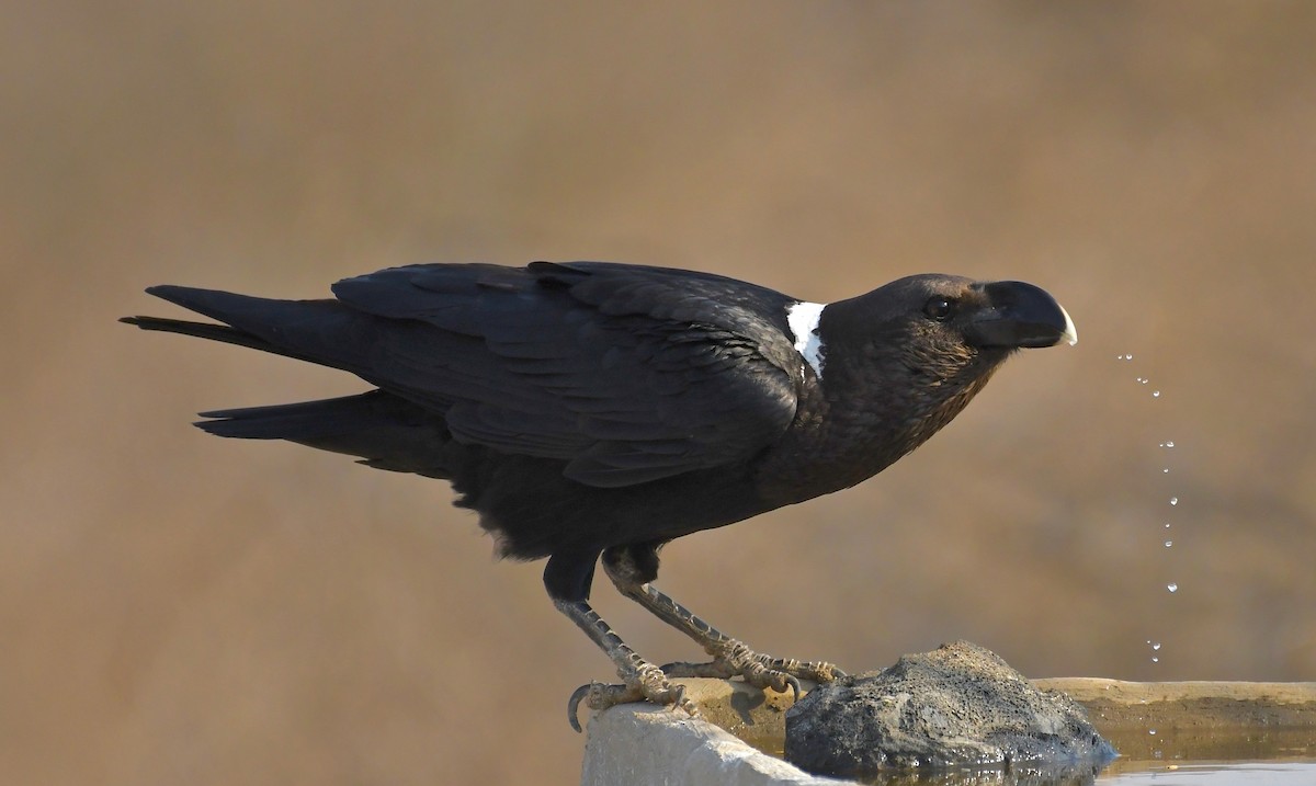 White-necked Raven - Theresa Bucher