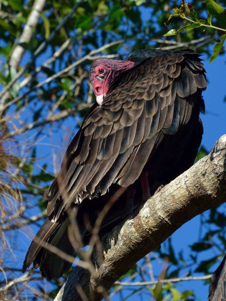 Turkey Vulture - Bente Torvund