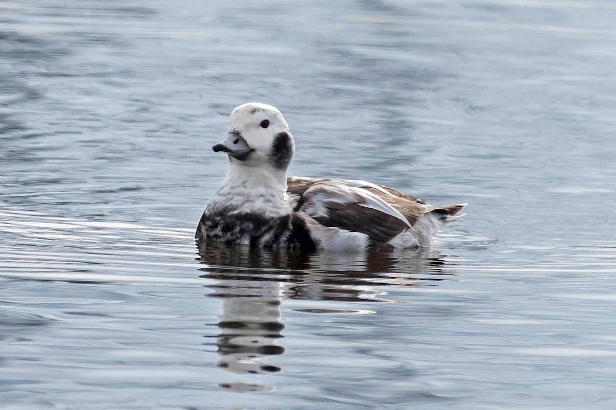 Long-tailed Duck - William Batsford
