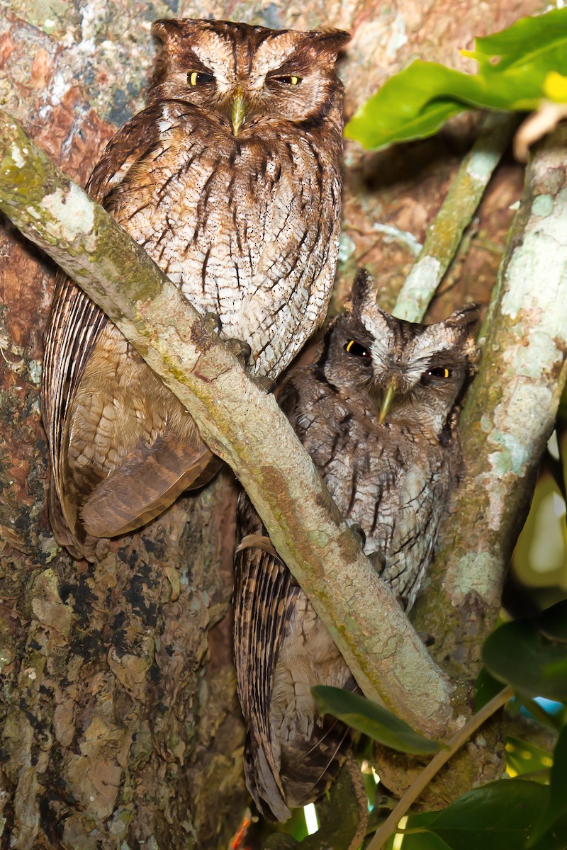 Tropical Screech-Owl - graichen & recer