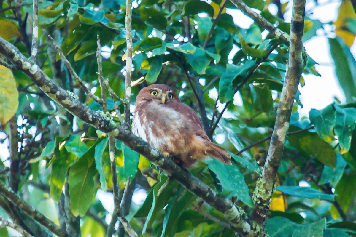 Ferruginous Pygmy-Owl - graichen & recer